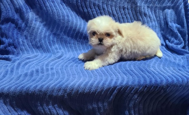 Shih Tzu puppy for sale + 66517