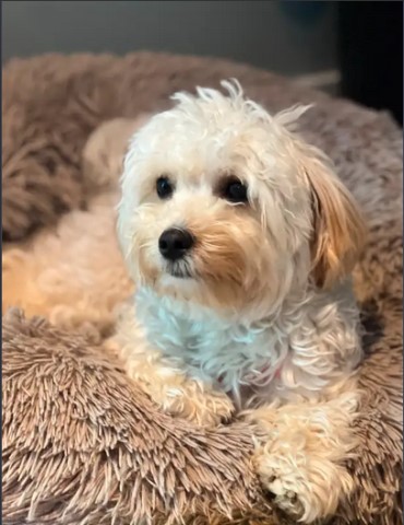 Maltipoo Boy For Adoption