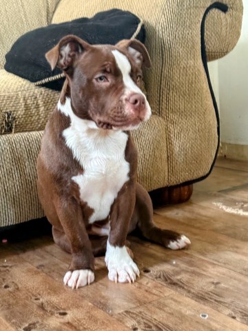 Pocket American Bully Puppy For Sale