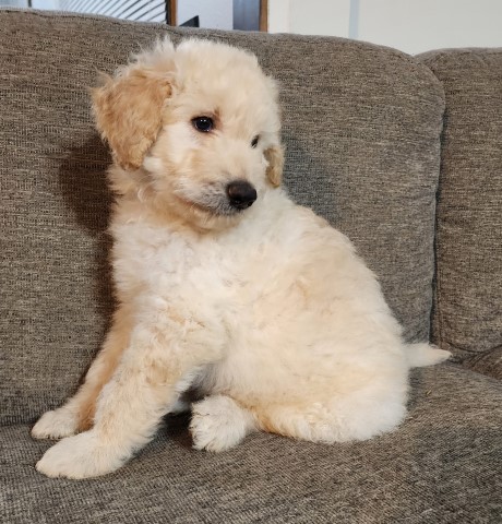 Shepadoodle Puppies F1 Standard Poodle/German Shepherd