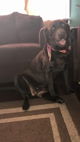 Labrador Retriever puppy dog for sale in Sidney, Ohio