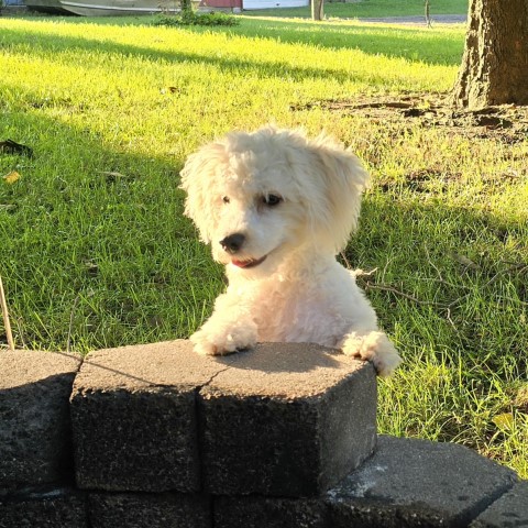 Bichon Frise puppy for sale + 65900