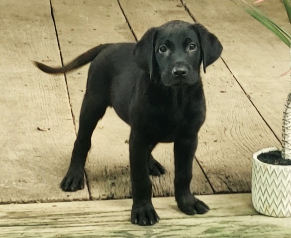 AKC Registered Black Lab Puppies!!!