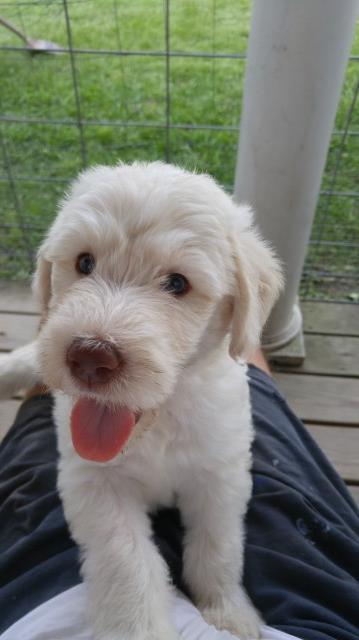 Labradoodle pups for sale