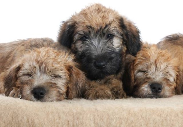 Soft Coated Wheaten Terrier Puppies
