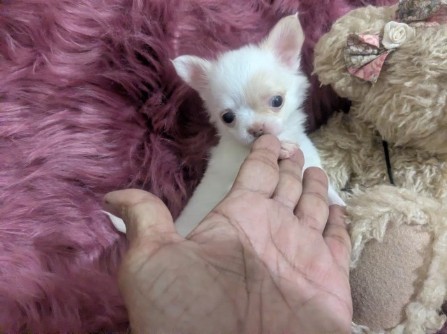 Chihuahua