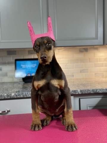 Doberman Pinscher puppy for sale + 61440