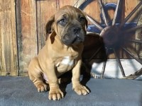 Dogue De Bordeaux thumbnail