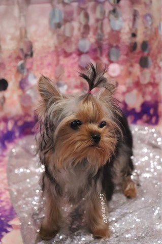 Yorkshire Terrier puppy dog for sale in Las Vegas, Nevada