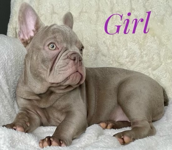 French Bulldog Puppies Isabella