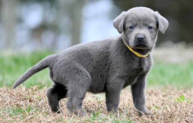 Labrador Retriever puppy for sale + 66457