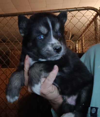 Siberian Husky puppy for sale + 66449