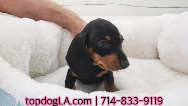 Dachund Puppy - Female - Sophia ($1,399)