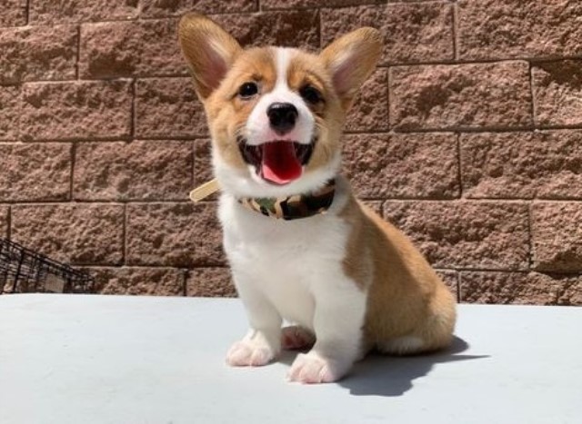 Pembroke Welsh Corgi puppy for sale + 63472