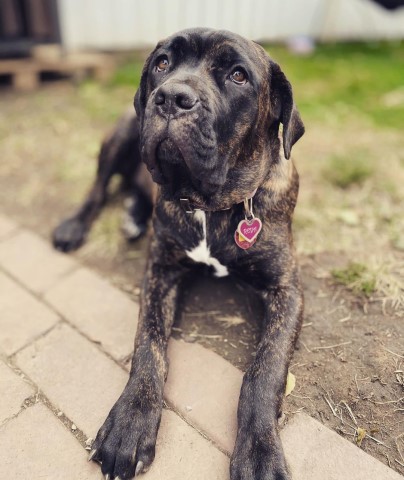 Beautiful, sweet, Cane Corso for sale
