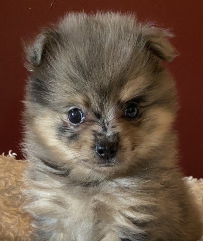 Pomeranian male pup
