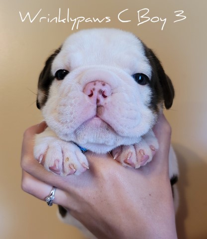 English Bulldog puppy for sale + 62379
