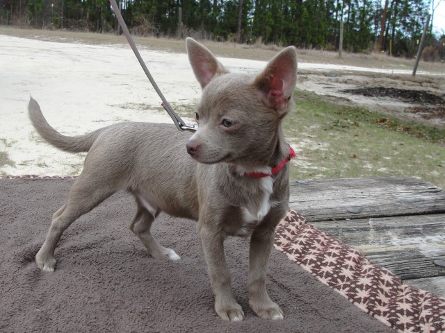 CKC Chihuahua Puppy For Sale Blue Fawn  Male & Female~ "I" Litter