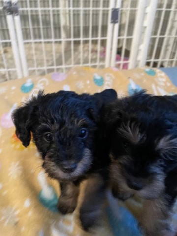 Miniature Schnauzer puppy for sale + 64712