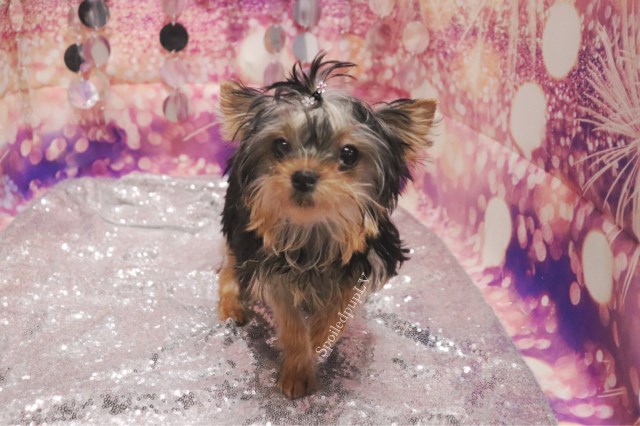 Yorkshire Terrier - Minnie - Female