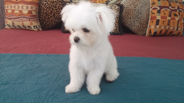 Miller's Maltese Puppies