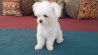 Miller's Maltese Puppies Maltese for sale/adoption