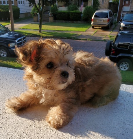 Morkie puppy for sale + 61874