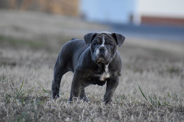 English Bulldog puppy for sale + 59667