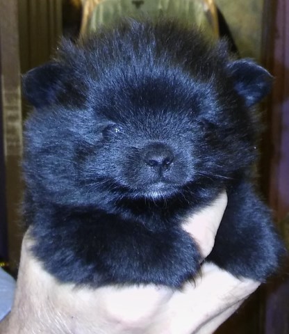 Pomeranian puppy for sale + 47964