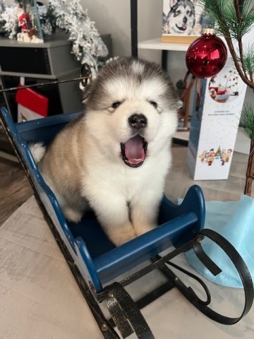 Windchaser Kennels - Alaskan Malamute Puppies Available