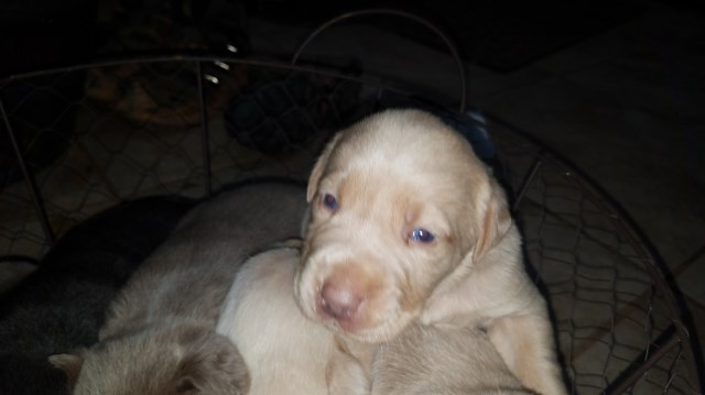 Yellow male lab puppy