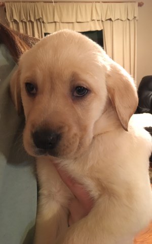 Labrador Retriever puppy for sale + 48064