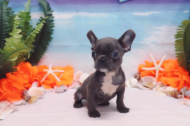French Bulldog puppy for sale + 53634
