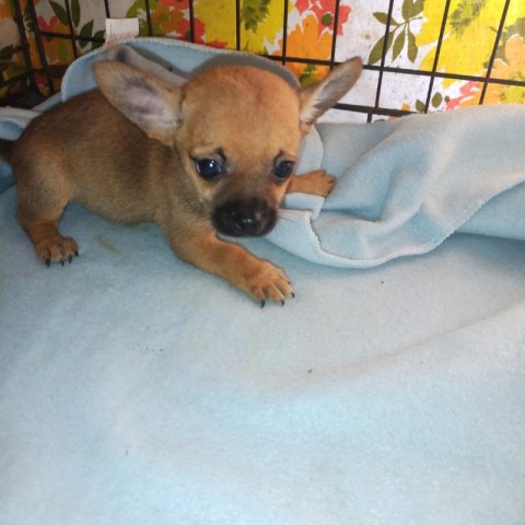 CKC registered chihuahua babies