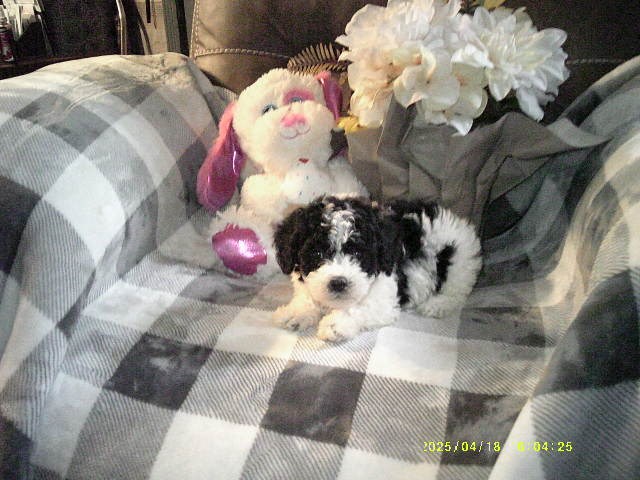 Poodle Toy puppy for sale + 67079