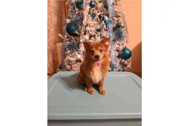 Pomeranian puppy for sale + 62697