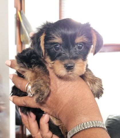 Yorkshire Terrier Puppies  for sale