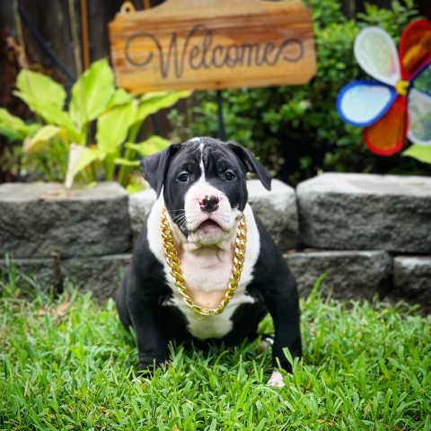 Male American Bully Pitbull Puppy- looking for his forever home- shipping available