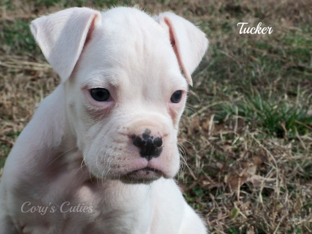 Boxer puppy for sale + 47919