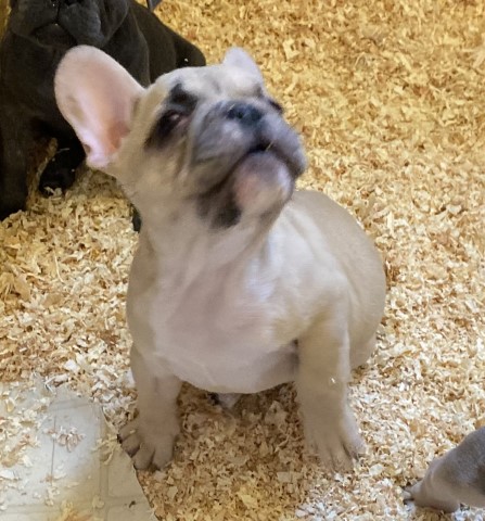 French Bulldog puppy for sale + 62474