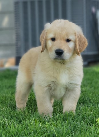 Golden Retriever puppy for sale + 63958