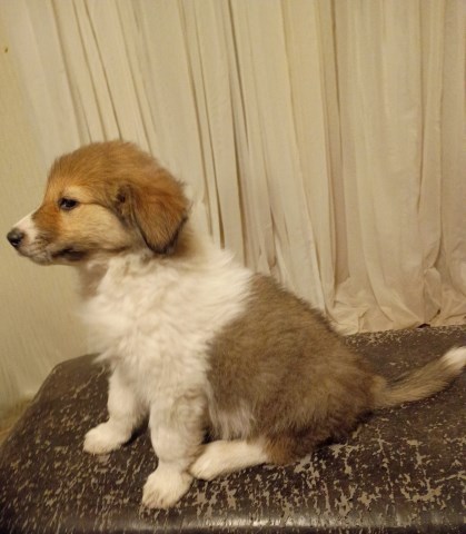 Great Pyrenees / Collie Farm Puppies – LGD or Family Homes