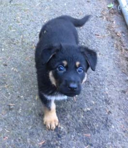 German Shepherd Dog puppy for sale + 50331