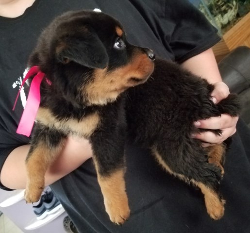 Rottweiler puppy for sale + 53103