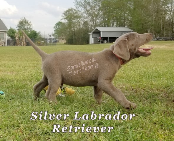 Labrador Retriever puppy for sale + 61405