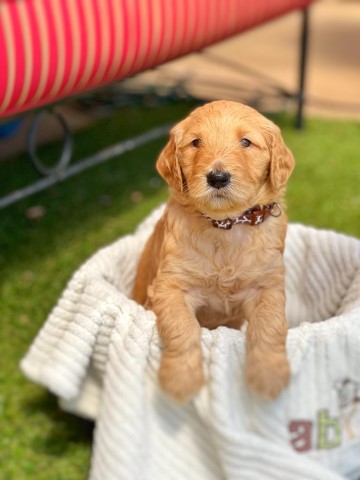 GOLENDOODLE BROWNIE BORN ON 2/22/22