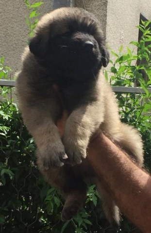 Sarplaninac puppy for sale + 49478