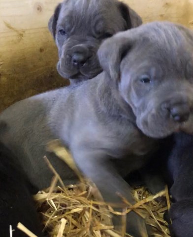 Cane Corso puppy for sale + 52138