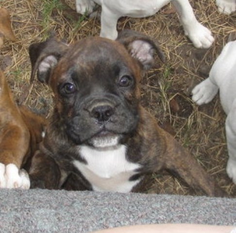 English Bulldog puppy for sale + 54078