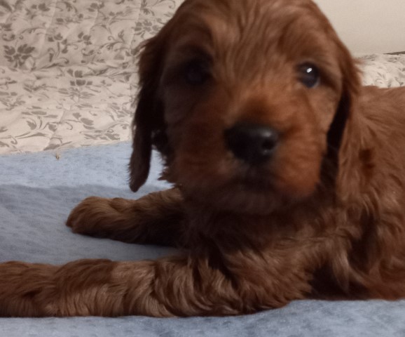 Cockapoo puppy for sale + 64225